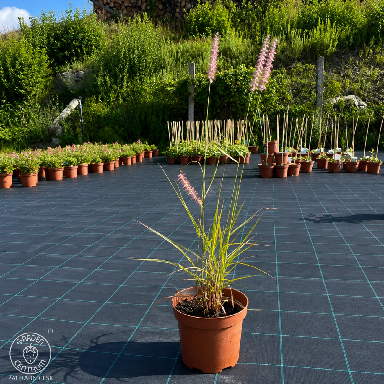Obrázok Perovec východný (Pennisetum orientale) ‘FLAMINGO’ - kont. C2L